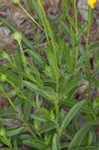 Missouri orange coneflower